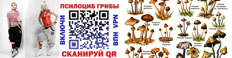 Псилоцибиновые грибы Cubensis  купить   Лениногорск 